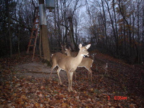 8 point buck 8 point buck
